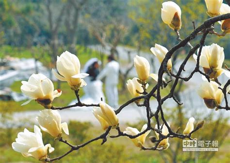 玉蘭花避邪|【玉蘭花避邪】玉蘭花辟邪旺運！風水禁忌大公開，百年玉蘭竟慘。